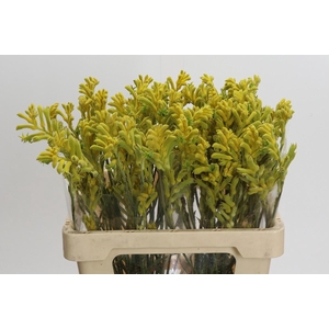 Anigozanthos Bush Gold