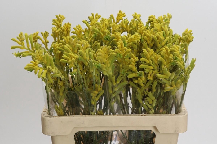 <h4>Kangaroo Paw Bush Gold</h4>
