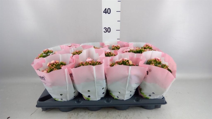 <h4>Kalanchoe  'MoreFlow Augusta'</h4>