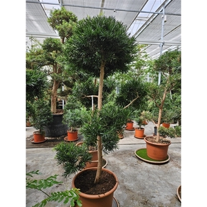 Podocarpus macrophylla