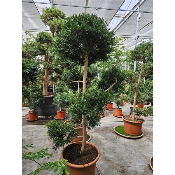 <h4>Podocarpus macrophylla</h4>