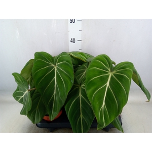 Philodendron gloriosum