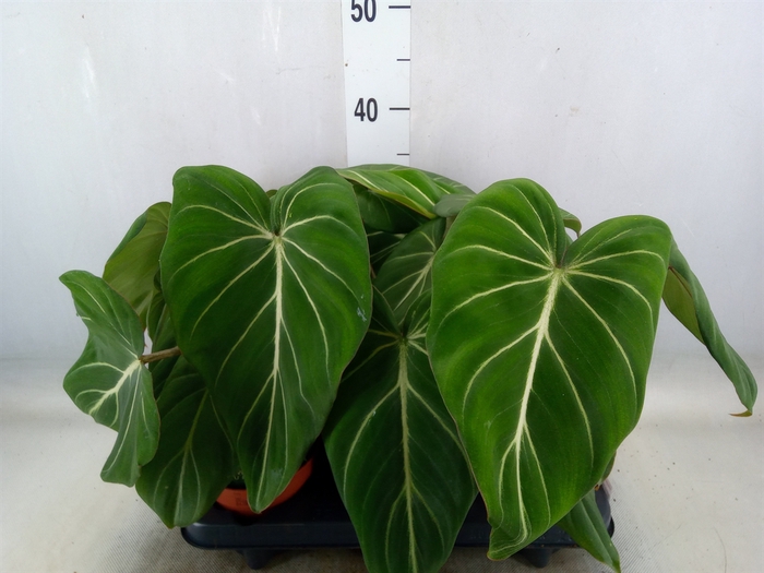 <h4>Philodendron gloriosum</h4>