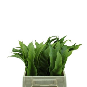 Asplenium Kyoto