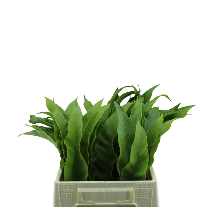 <h4>Asplenium Kyoto</h4>
