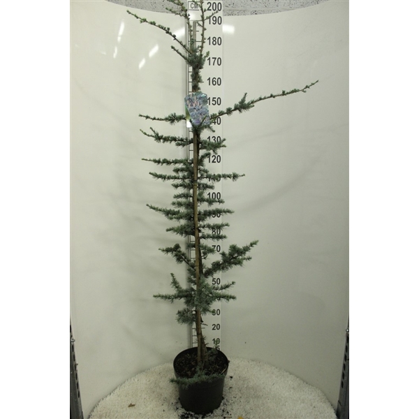 <h4>Cedrus libani 'Glauca' P29 140/160 potgekweekt</h4>