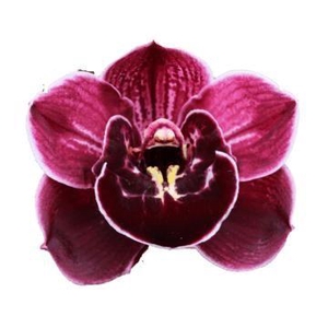 Ethernal Purple