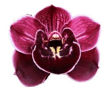 <h4>Ethernal Purple</h4>