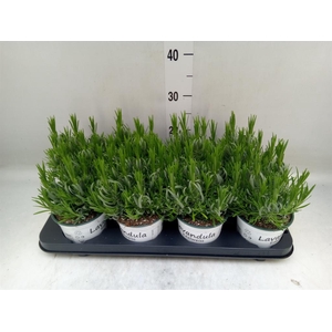 Lavandula interm. 'Edelweiss'