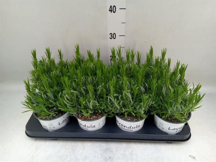 <h4>Lavandula interm. 'Edelweiss'</h4>