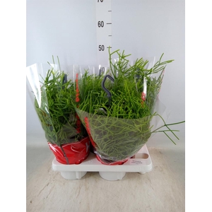 Rhipsalis heteroclada