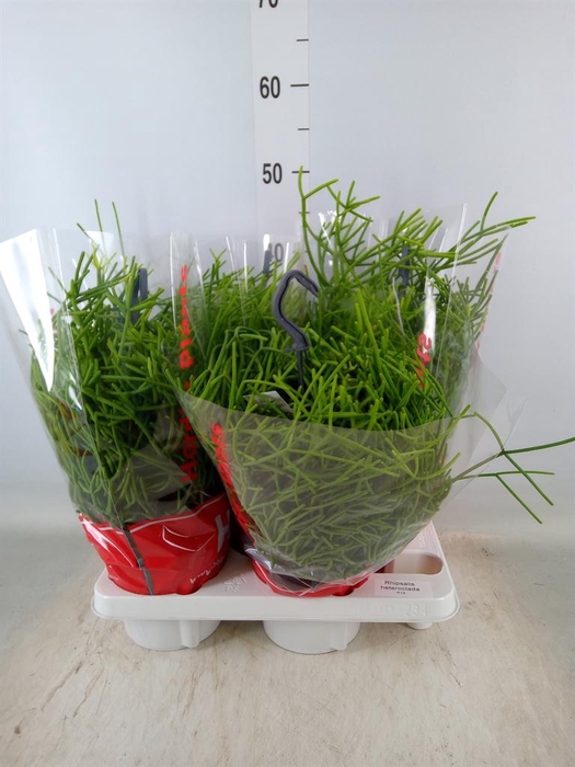 <h4>Rhipsalis heteroclada</h4>
