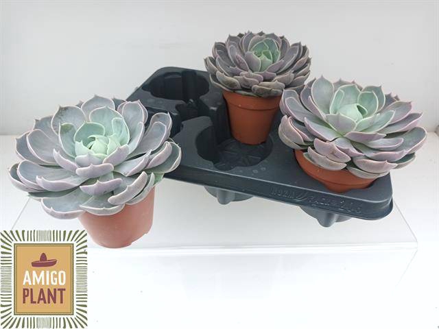 <h4>ECHEV LOTUS</h4>