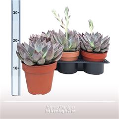 <h4>Echeveria Silver Queen</h4>