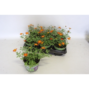Bidens Painted Red