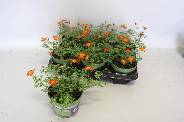 <h4>Bidens Painted Red</h4>