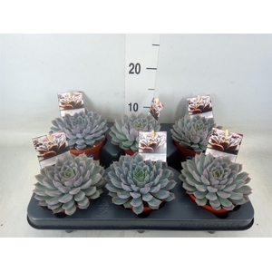 Echeveria   ...