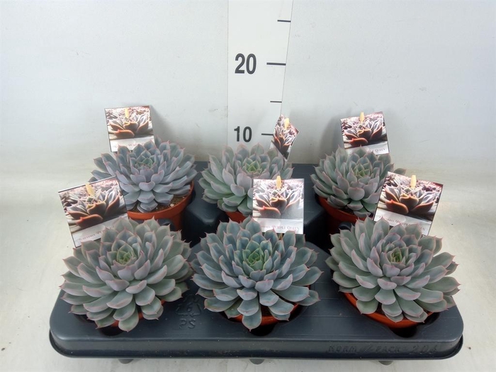 <h4>Echeveria   ...</h4>