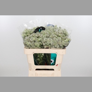 Astr Billion Star Xl