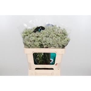 Astr Billion Star Xl