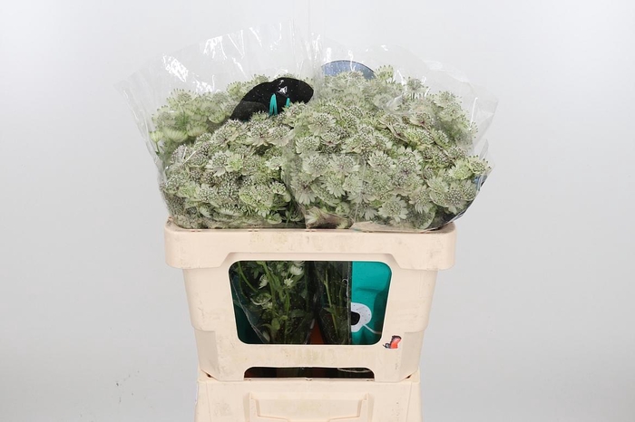 <h4>Astr Billion Star Xl</h4>