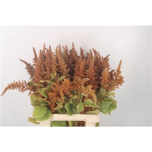 Amaranthus Cr Hot Biscuits