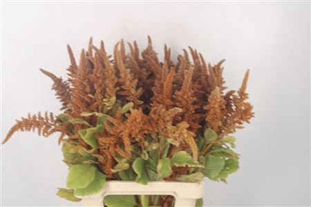 <h4>Amaranthus Cr Hot Biscuits</h4>