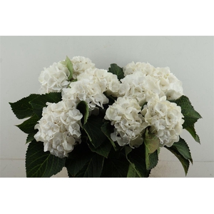 Hydr M Schneeball 60-16