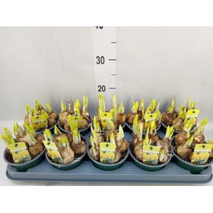 Narcissus  'Tete a tete'