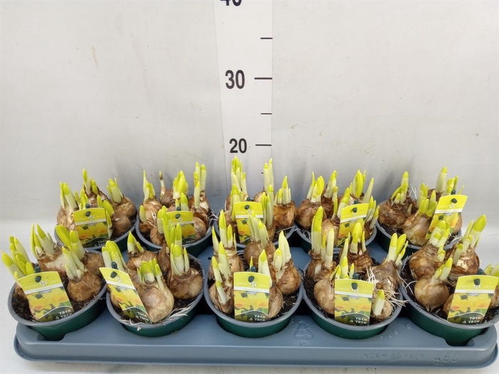 <h4>Narcissus 'Tete a tete'</h4>