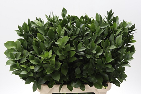 <h4>Dec Ruscus Hypophyllum Grof</h4>