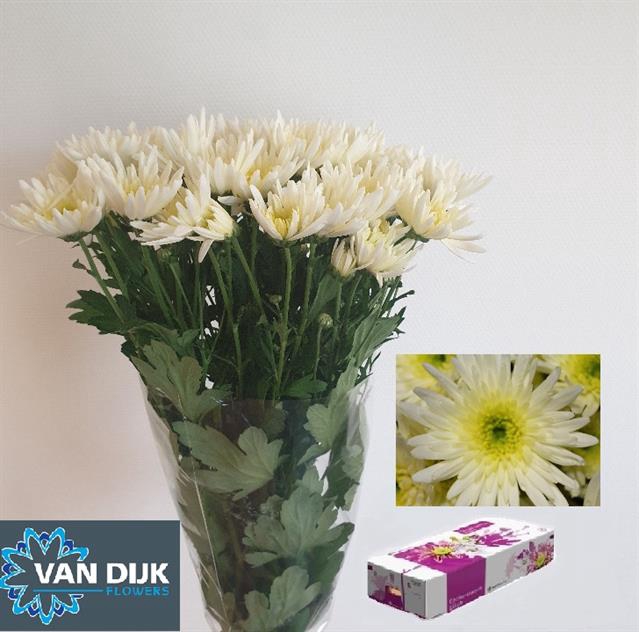 CHR T DELIAN WHITE