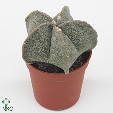 Astrophytum myriostigma