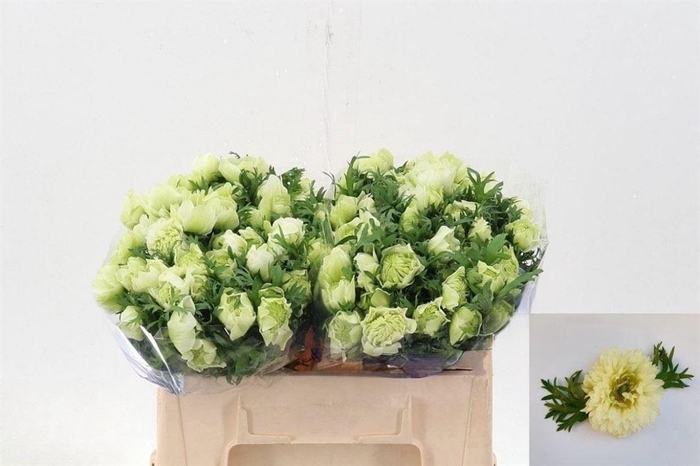 Anemone Fullstar Pure White