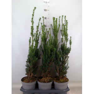 Taxus media 'Hillii'