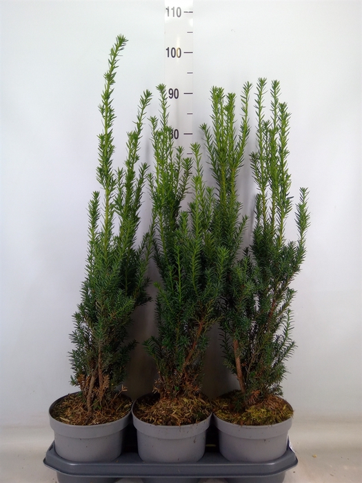 <h4>Taxus media 'Hillii'</h4>