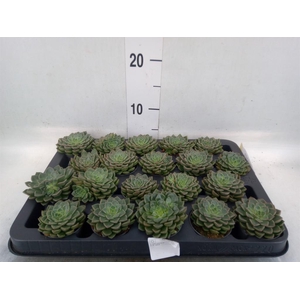 Graptopetalum tacitus