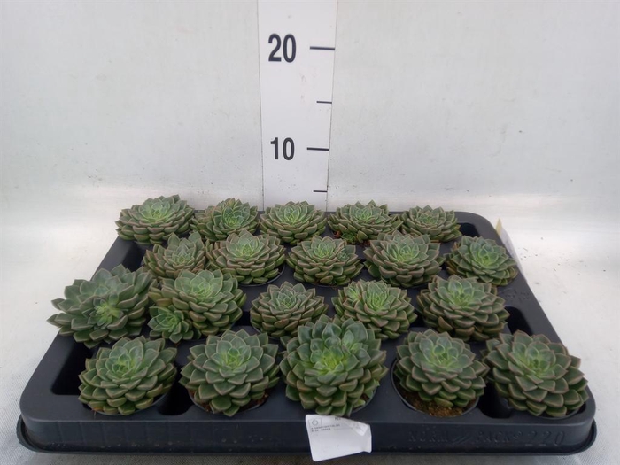 <h4>Graptopetalum tacitus</h4>