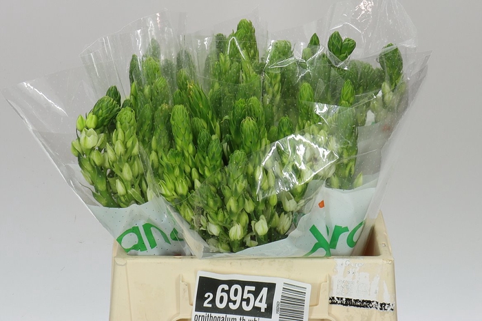 <h4>Ornithogalum Th White Star</h4>
