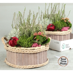 ARR TUINPLANTEN
