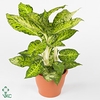 Purify Dieffenbachia Cool Tigres 24 cm