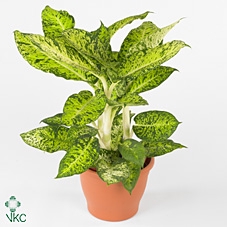 Purify Dieffenbachia Cool Tigres 24 cm