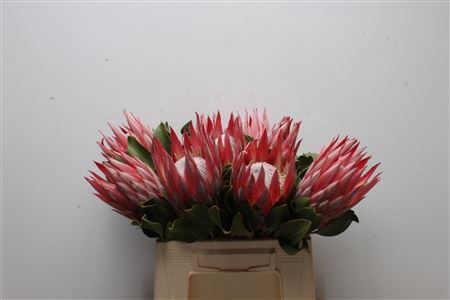 <h4>Protea Cynaroides Clare</h4>