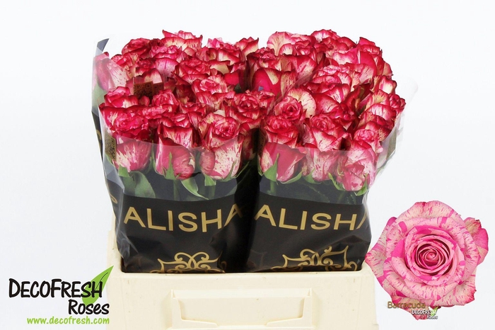 <h4>R Gr Barracuda</h4>