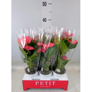 Anthurium andr. 'Pink Champion'