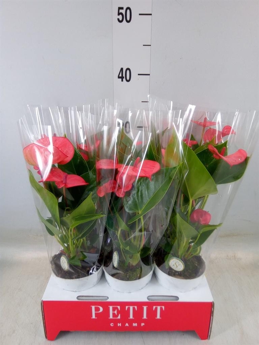 <h4>Anthurium andr. 'Pink Champion'</h4>