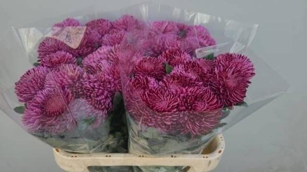 <h4>CHR G BIGOUD PURP</h4>