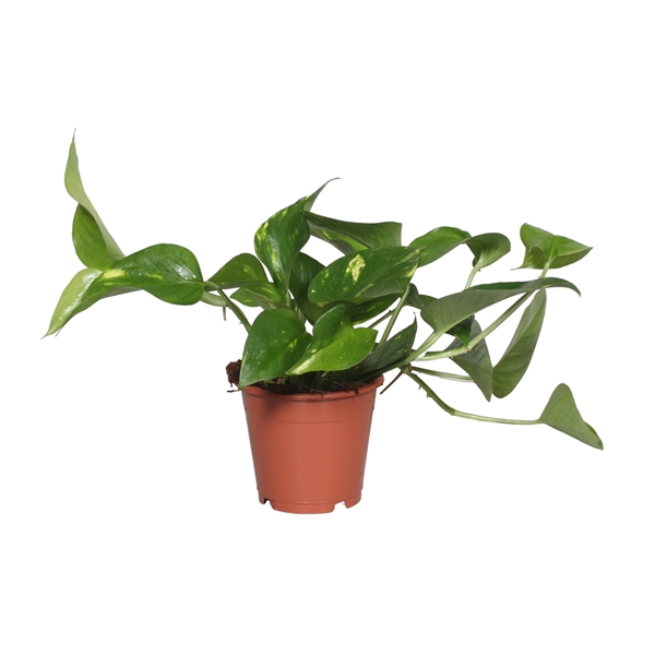 <h4>Scindapsus Epipremnum Aureum</h4>