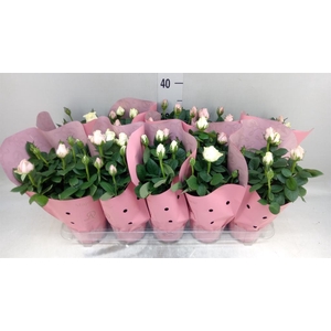 Rosa  'Infinity'   ...mix