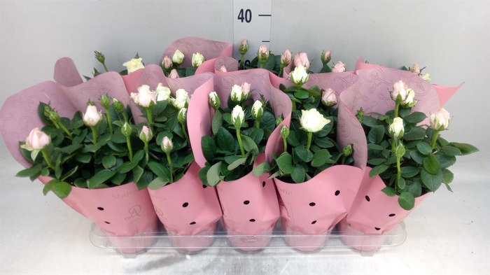 <h4>Rosa  'Infinity'   ...mix</h4>